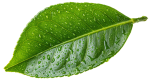 Green Lemon Plant Leaf on Transparent Background Png - 640x339